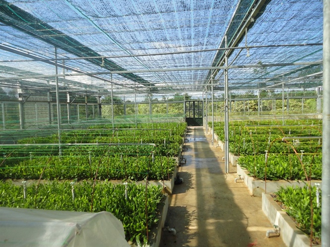 Vườn ươm Đông Nam Bộ  Cơ sở phân phối giống cây ăn quả đảm bảo chất lượng  tại Đồng Nai  VƯỜN ƯƠM ĐÔNG NAM BỘ