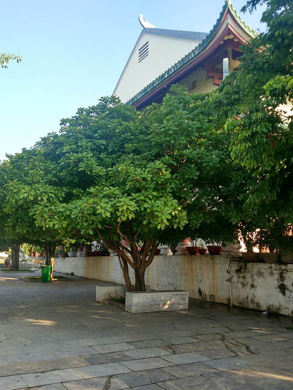 Dịch vụ trồng cây xanh công trình tại Hà Nội