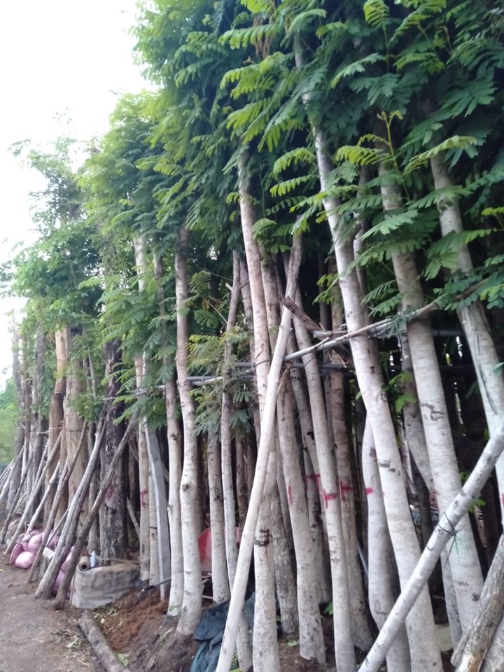 Cây Lim xẹt - trong vườn ươm của công ty Phong Điền